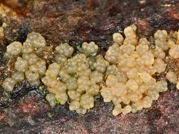 Attēlu rezultāti vaicājumam “Hypocrea gelatinosa”