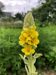 Image result for Verbascum thapsus