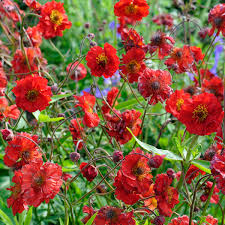 Attēlu rezultāti vaicājumam “Geum x intermedium flower”