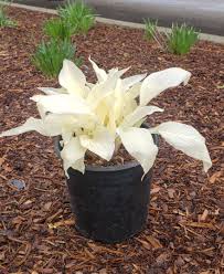 Image result for Hosta White Feather