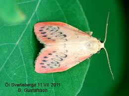 Attēlu rezultāti vaicājumam “Miltochrista miniata”