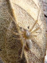 Attēlu rezultāti vaicājumam “Cheiracanthium sp. male”