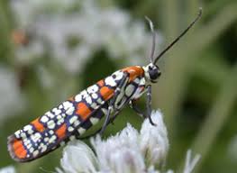 Attēlu rezultāti vaicājumam “Yponomeutidae”