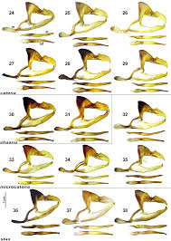 Attēlu rezultāti vaicājumam “Lopinga achine upperside”