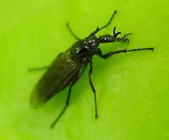 Attēlu rezultāti vaicājumam “Bibionidae female”