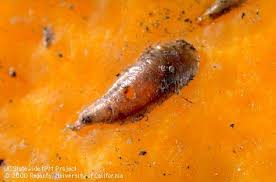 Attēlu rezultāti vaicājumam “Lepidosaphes ulmi imago”