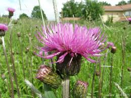 Attēlu rezultāti vaicājumam “Cirsium heterophyllum flower”