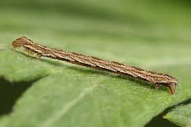 Attēlu rezultāti vaicājumam “Eupithecia succenturiata”