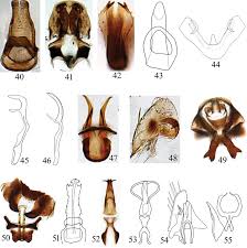 Attēlu rezultāti vaicājumam “Polypogon tentacularius male”