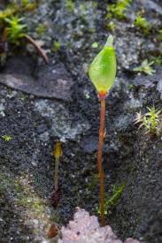 Attēlu rezultāti vaicājumam “Buxbaumia aphylla”