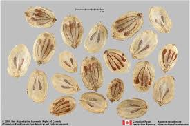 Attēlu rezultāti vaicājumam “Heracleum sosnowskyi fruit”