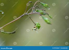 Attēlu rezultāti vaicājumam “Impatiens glandulifera fruit”