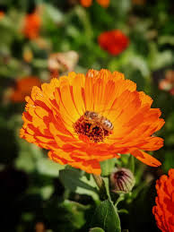 Attēlu rezultāti vaicājumam “Calendula officinalis flower”