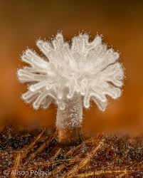 Attēlu rezultāti vaicājumam “Ceratiomyxa morchella macro”