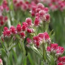 Attēlu rezultāti vaicājumam “Antennaria dioica leaf”