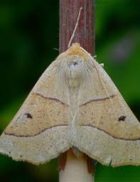 Attēlu rezultāti vaicājumam “Crocallis elinguaria imago”