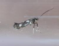 Attēlu rezultāti vaicājumam “Calybites phasianipennella”