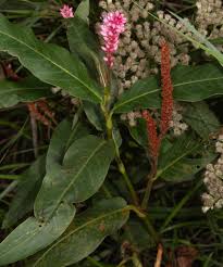 Attēlu rezultāti vaicājumam “Polygonum amphibium”
