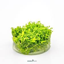 Attēlu rezultāti vaicājumam “Riccia canaliculata”