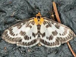 Attēlu rezultāti vaicājumam “Anania hortulata”