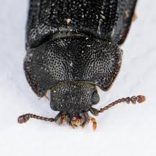 Attēlu rezultāti vaicājumam “Grynocharis oblonga”