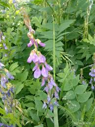 Attēlu rezultāti vaicājumam “Galega orientalis bud”