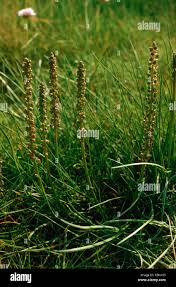 Attēlu rezultāti vaicājumam “Triglochin maritimum”