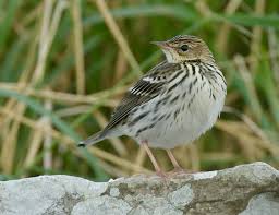 Image result for Anthus gustavi