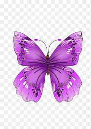 Image result for Papilionoidea