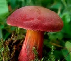 Attēlu rezultāti vaicājumam “Xerocomus rubellus”