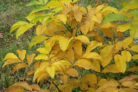 Attēlu rezultāti vaicājumam “Juglans regia leaf”