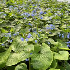 Attēlu rezultāti vaicājumam “Brunnera macrophylla”