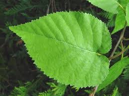 Attēlu rezultāti vaicājumam “Betula papyrifera leaf”