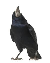 Attēlu rezultāti vaicājumam “Corvus frugilegus”
