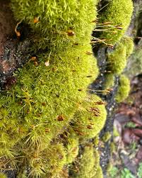 Attēlu rezultāti vaicājumam “Tortula muralis”