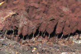 Attēlu rezultāti vaicājumam “Stemonitis axifera spores”