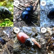 Attēlu rezultāti vaicājumam “Aphodius subterraneus imago”