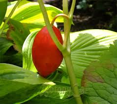Attēlu rezultāti vaicājumam “Podophyllum hexandrum fruit”