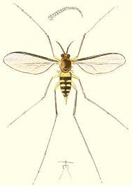 Attēlu rezultāti vaicājumam “Lasioptera rubi larva”