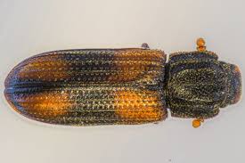 Attēlu rezultāti vaicājumam “Bitoma crenata”