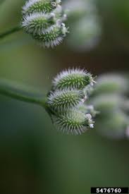 Attēlu rezultāti vaicājumam “Torilis japonica fruit”