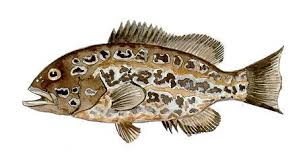 Image result for Mycteroperca rubra