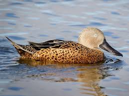 Attēlu rezultāti vaicājumam “Arrhenia spatulata”