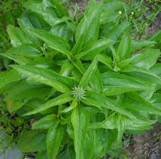 Attēlu rezultāti vaicājumam “Echinacea purpurea bud”