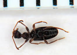 Attēlu rezultāti vaicājumam “Anthicidae”