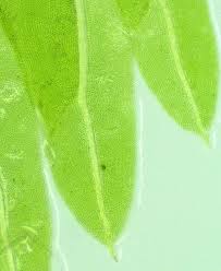 Attēlu rezultāti vaicājumam “Fissidens taxifolius sporophyte”