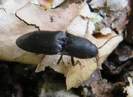 Attēlu rezultāti vaicājumam “Ectinus aterrimus”