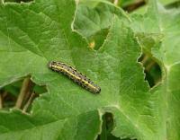 Attēlu rezultāti vaicājumam “Orthosia miniosa imago”