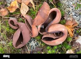 Attēlu rezultāti vaicājumam “Peziza badia”