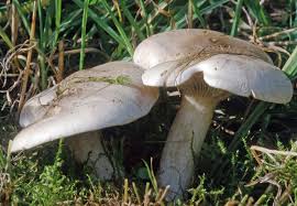 Attēlu rezultāti vaicājumam “Lepista sp.”